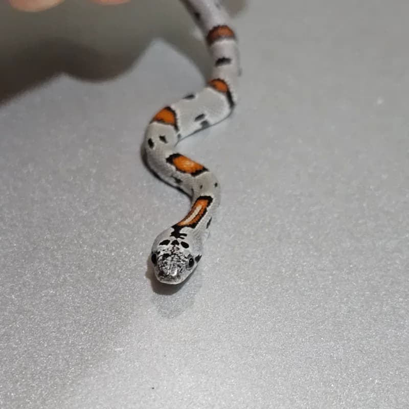 Mountain Kingsnake