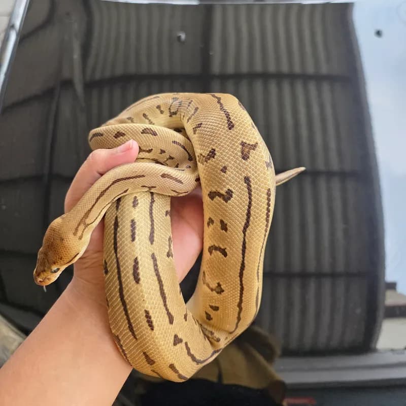 Pinstripe Orange Dream Leopard Het Desert Ghost