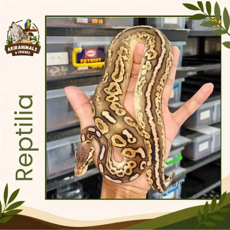 Pastel Cinnamon Het Lavender Albino Het Pied