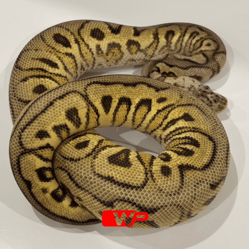 Spotnose Pastel Clown Het Desert Ghost