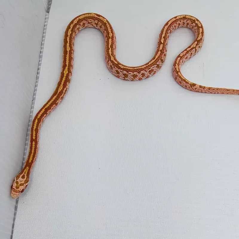 Tessera Masque Albino/Amelanistic Het Diffused
