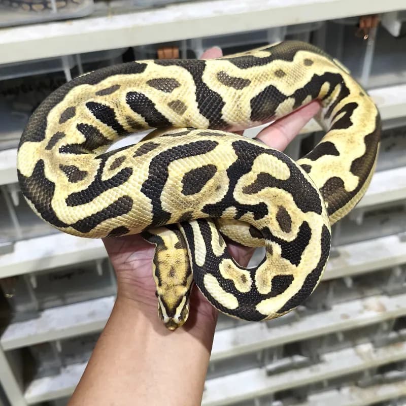 Leopard Spotnose Desert Ghost