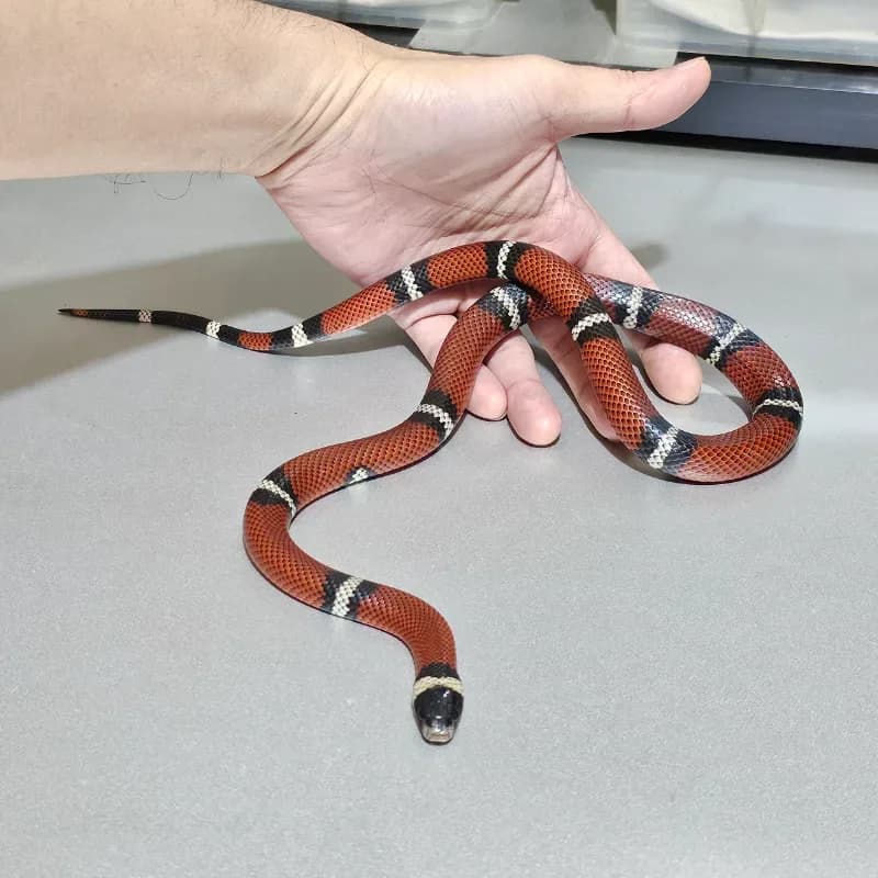 Milk Snake