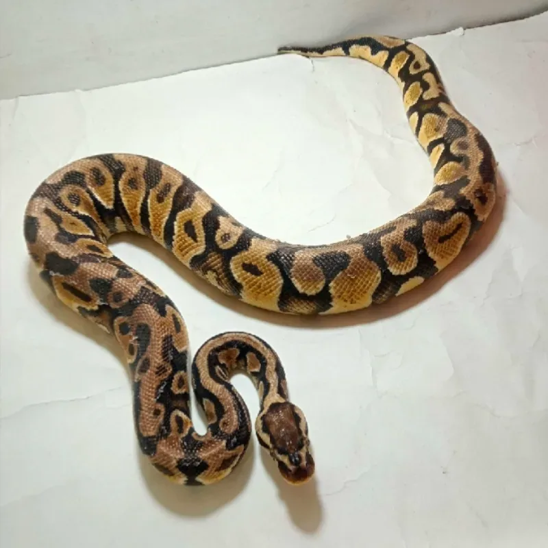 Pastel Het Clown