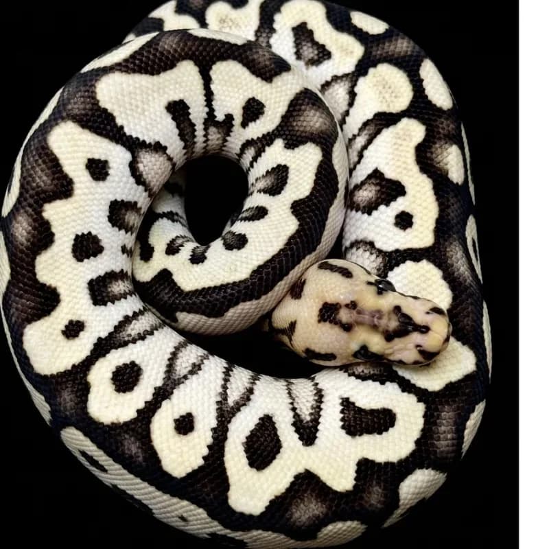 Spotnose Desert Ghost Clown