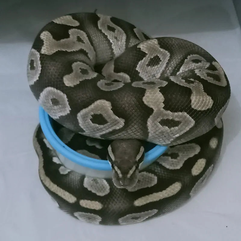 Mojave Het Hypo