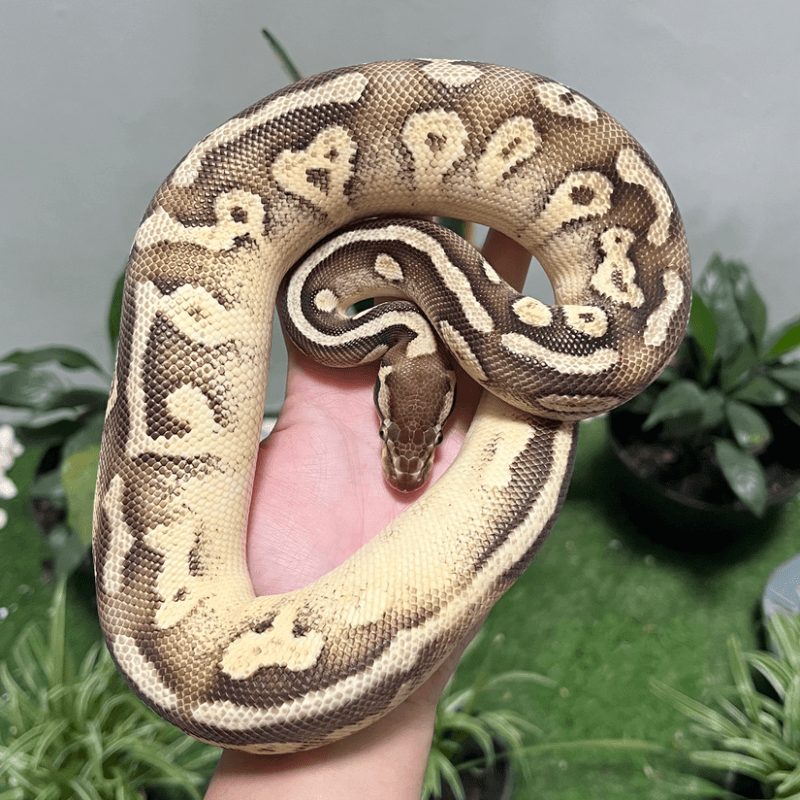 Mojave Enchi