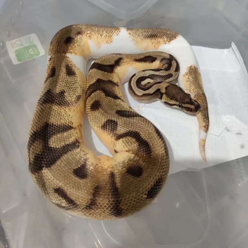 Orange Dream Pied