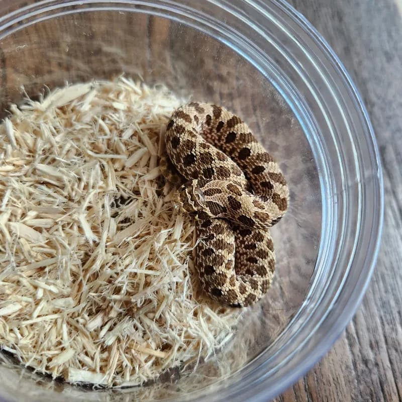 Normal Het Albino