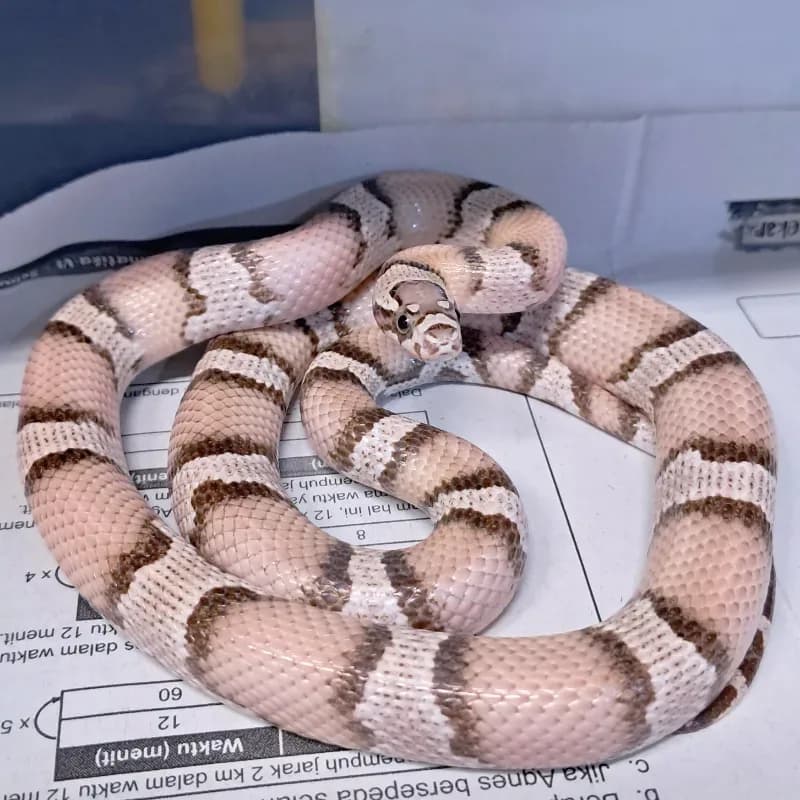Het Albino/Amelanistic
