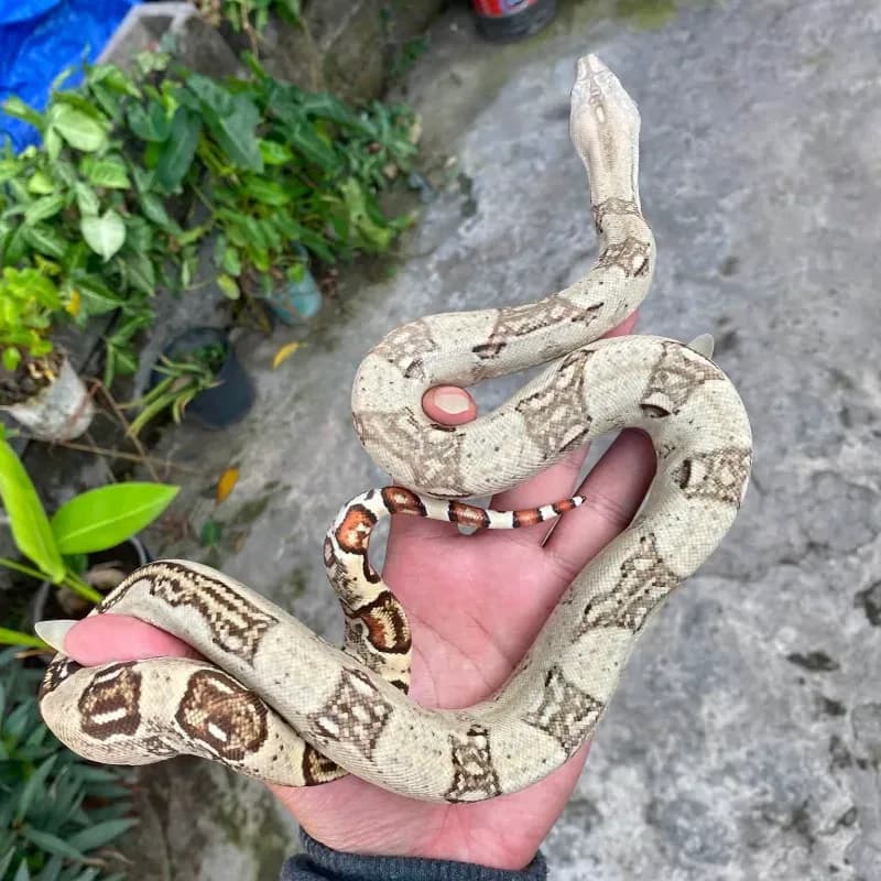 Normal
