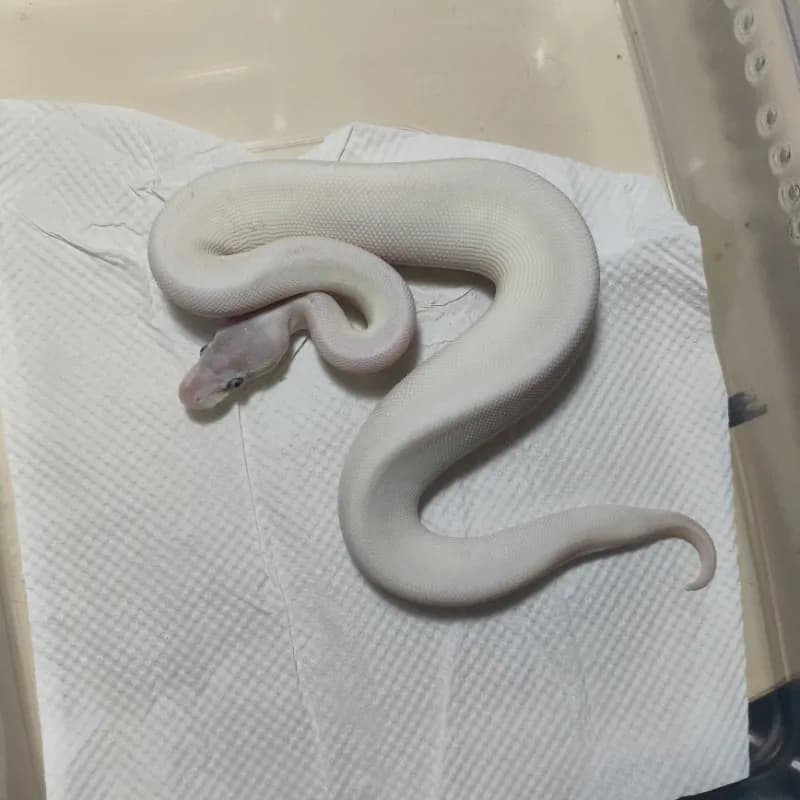 Lesser Mojave Black Pastel Chocolate Pinstripe Het Hypo