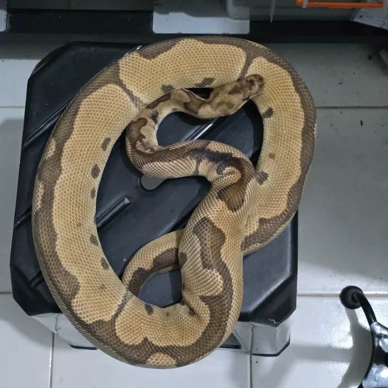 Clown Het Lavender Albino