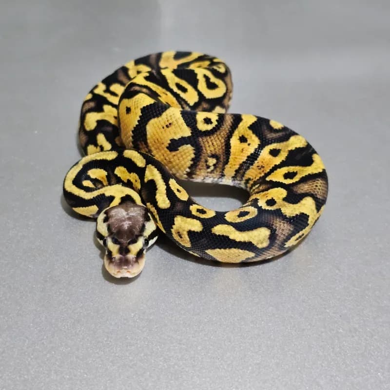 Enchi Pastel Wookie Yellowbelly Het Clown