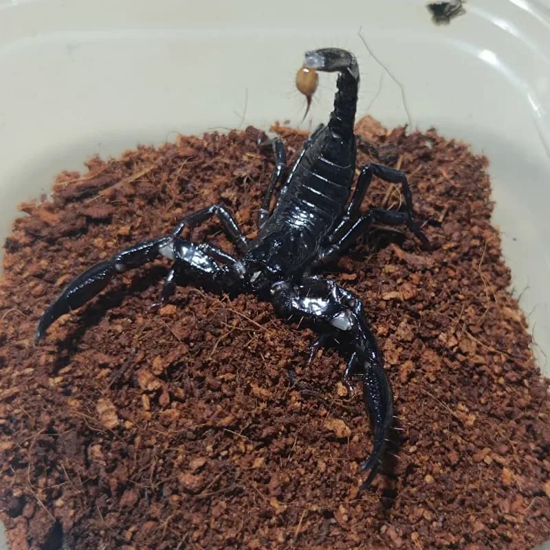 Heterometrus longimanus