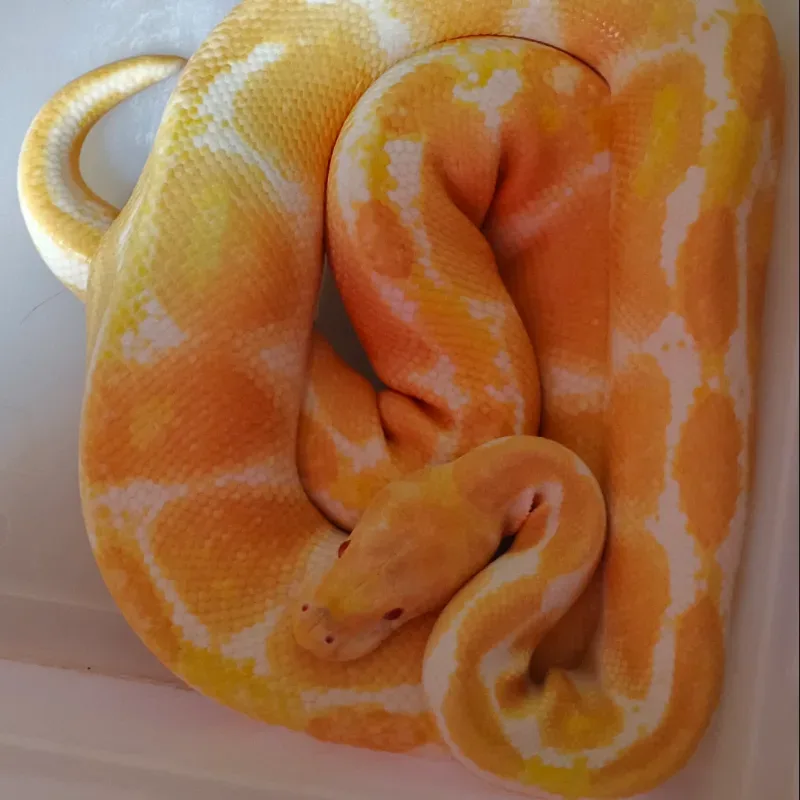 Albino Het Clown