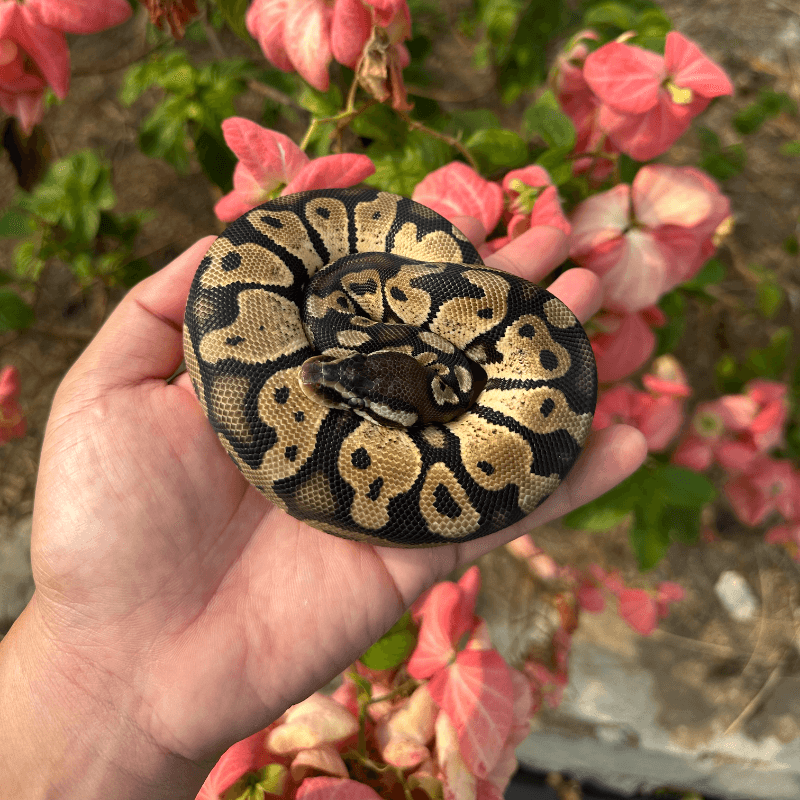 Pastel Het Axanthic VPI
