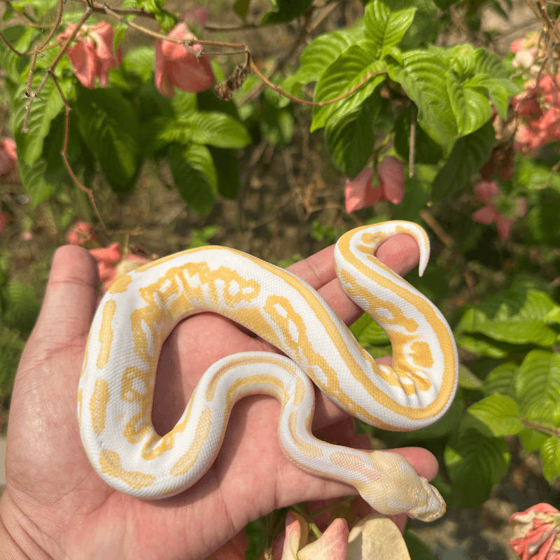Black Pastel Albino