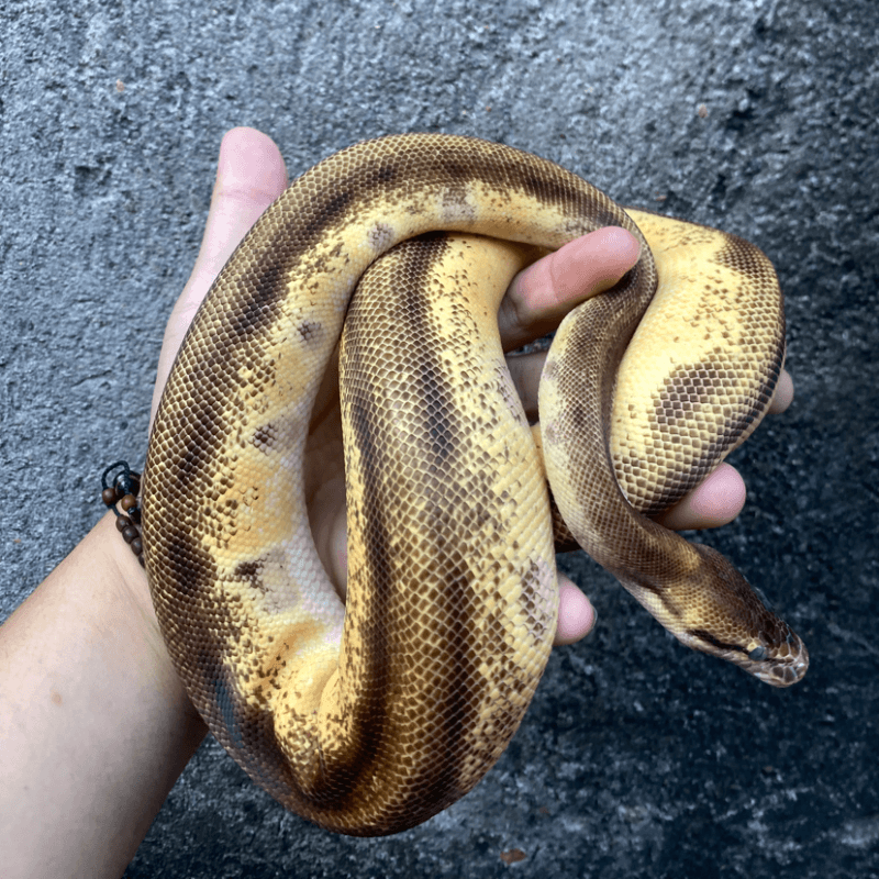 Orange Dream Enchi Genetic Stripe