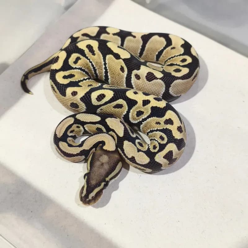 Desert Ghost Pos Het Axanthic VPI