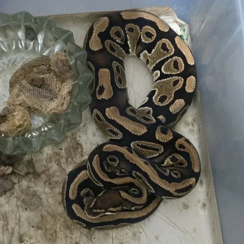Het Lavender Albino Het Genetic Stripe Het Clown