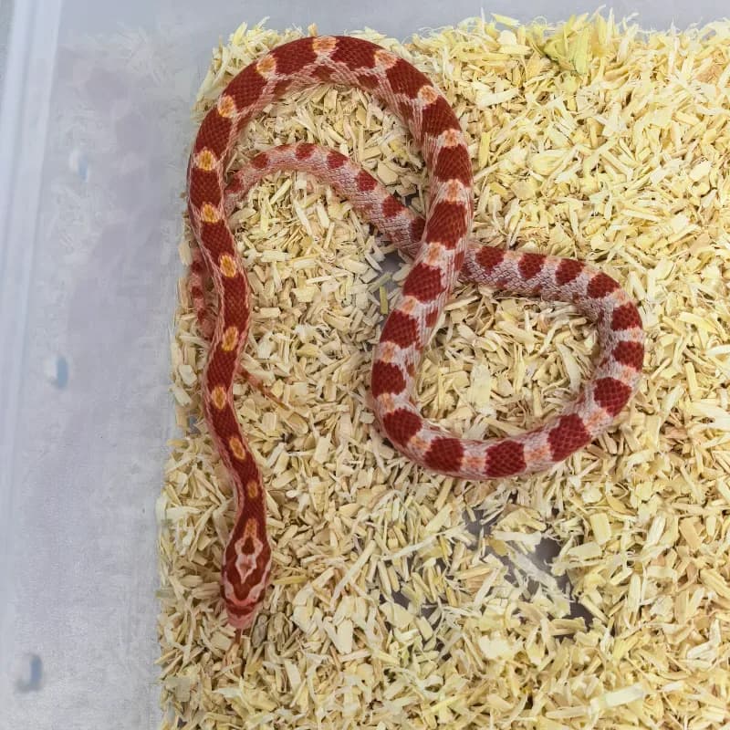 Albino/Amelanistic Het Diffused