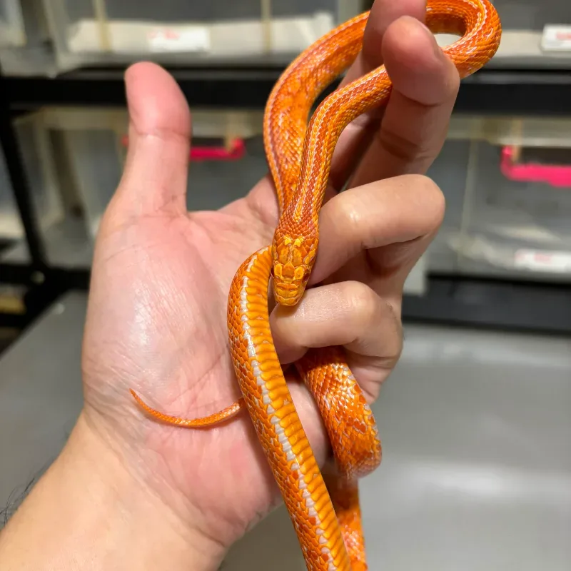 Albino/Amelanistic Red factor(Cornsnake) Tessera