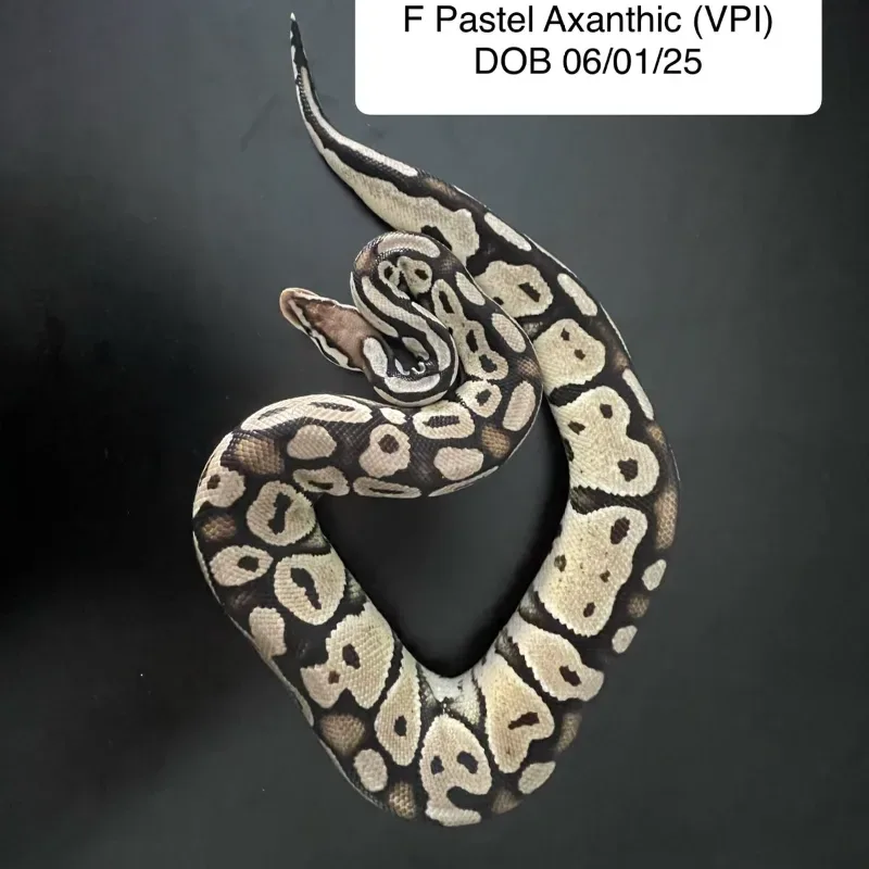 Pastel Axanthic VPI