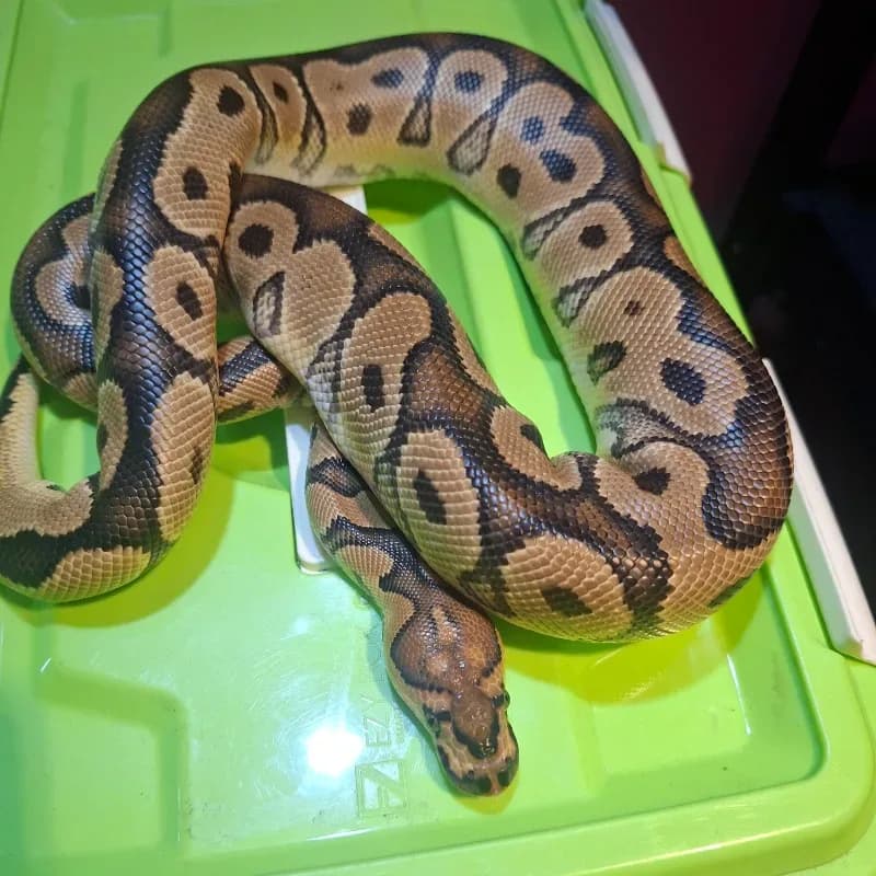 Clown Het Lavender Albino