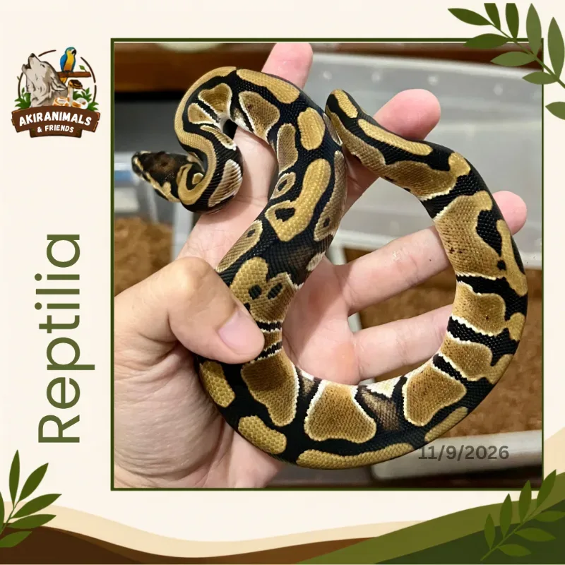 66% Het Lavender Albino 66% Het Clown 66% Het Pied