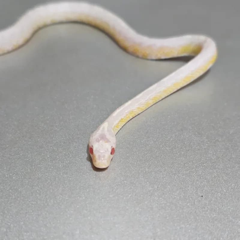 Albino/Amelanistic Anerythristic Diffused Masque Tessera 50% Het Caramel