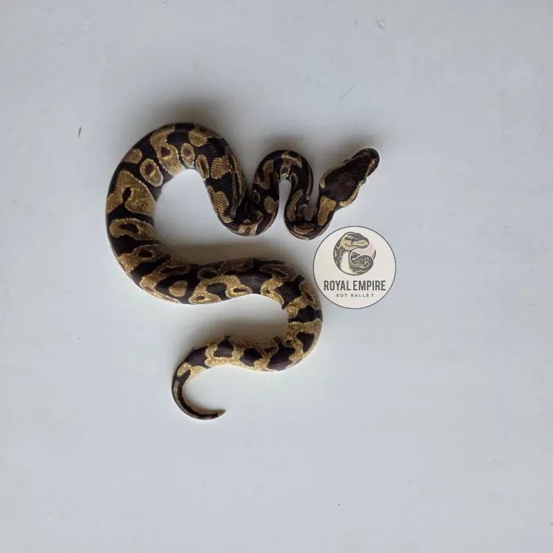 Enchi Desert Ghost Axa