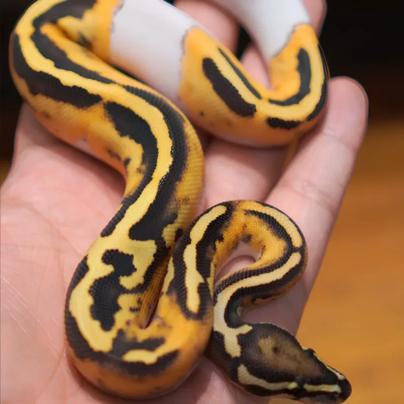 Desert Ghost Pied