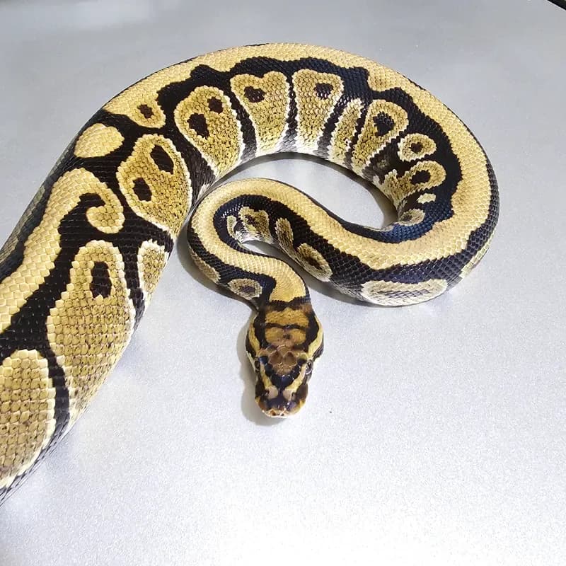 Spotnose Het Clown Het Hypo