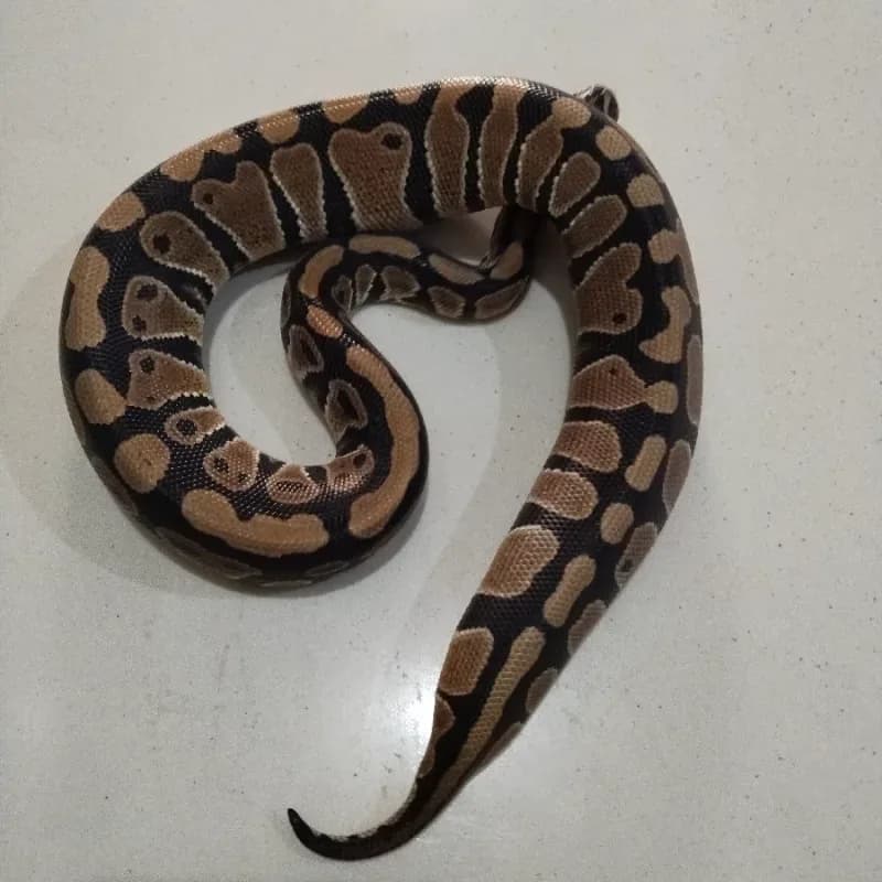 Pastel Clown