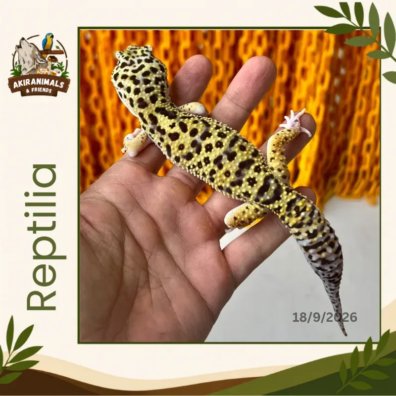 Jungle Het Eclipse Het Tremper Albino