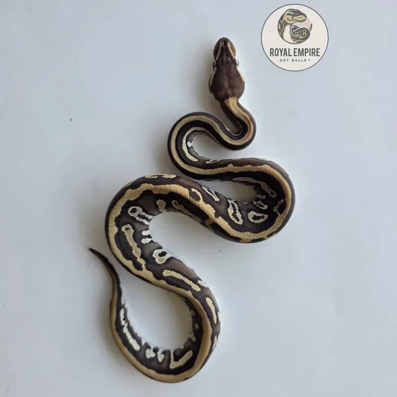 Leopard Mojave Mahogany YB Het Pied