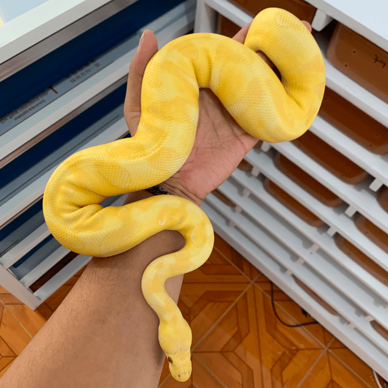 Pastel Enchi Lavender Albino Clown