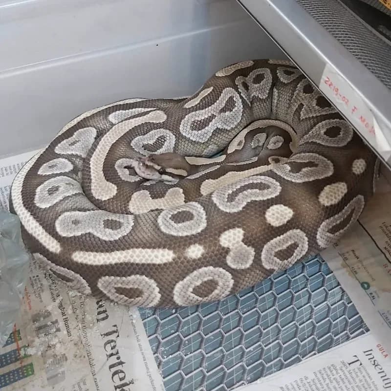 Mojave