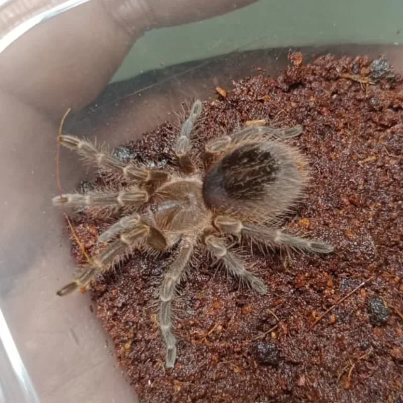 Gramostola Pulchripes