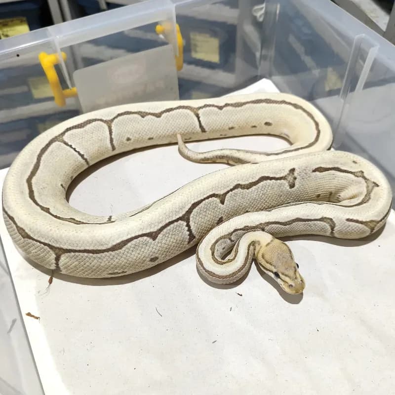OD Pinstripe DG Het Pied