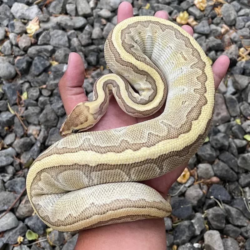 Butter Pinstripe Pastel
