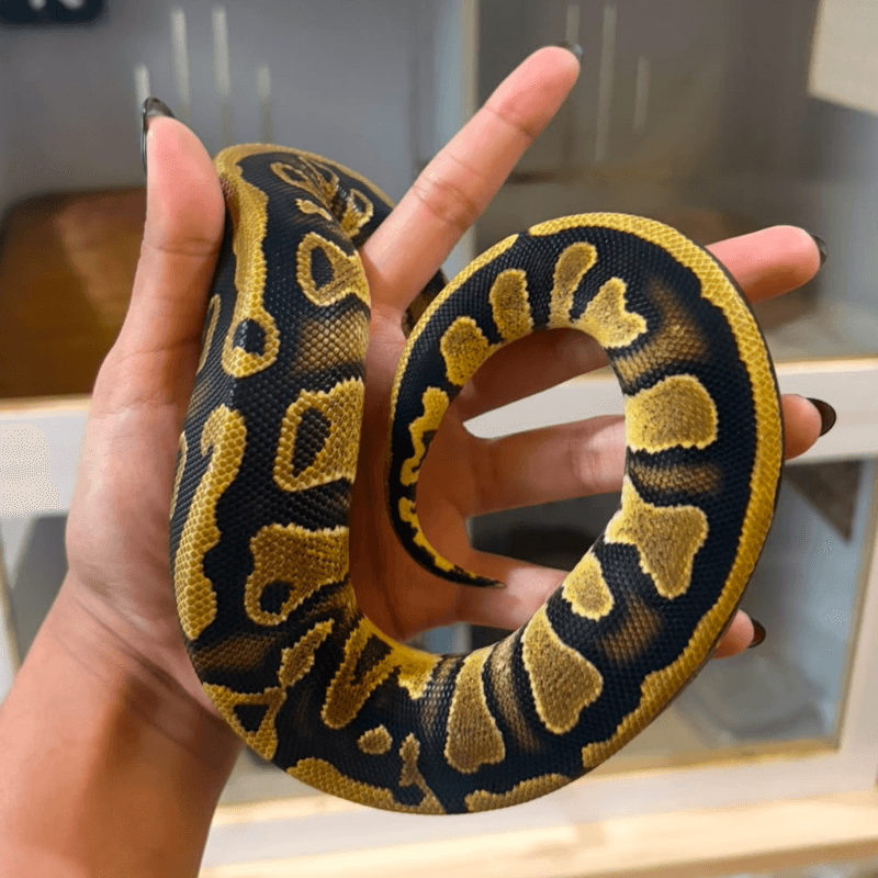 Specter Het Desert Ghost Het Clown