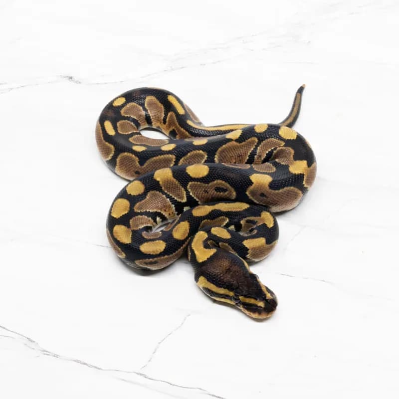 Het Lavender Albino Het Pied