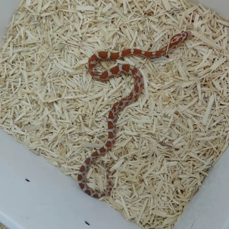 Ultra Albino/Amelanistic Het Motley
