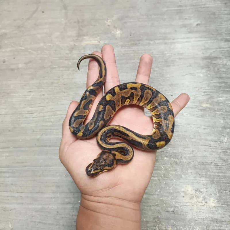 Leopard Red Stripe Het Desert Ghost Het Clown