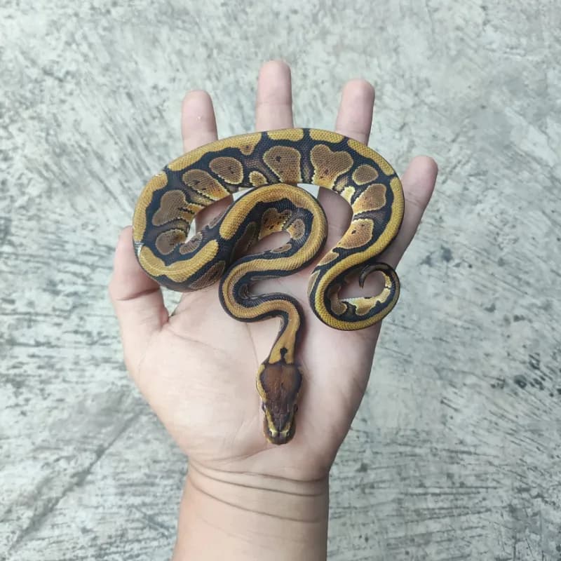 Red Stripe Het Desert Ghost Het Clown