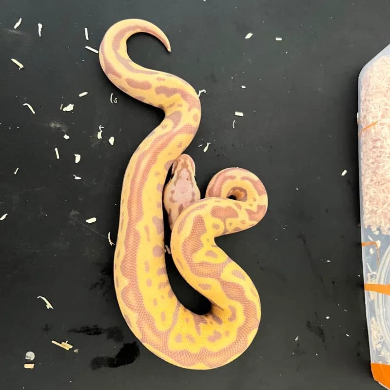 Pastel Leopard Banana Het Clown