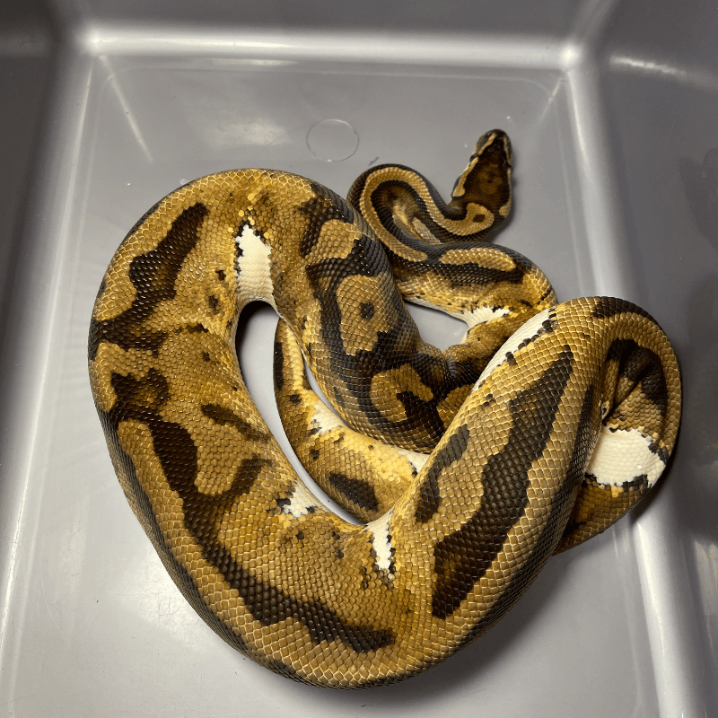 Pied Het Axanthic TSK