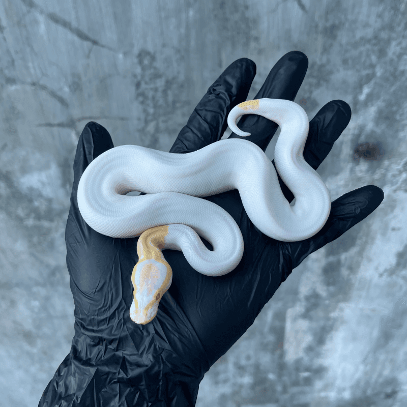 Black Pastel Albino Pied